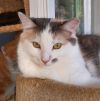 Angelique photo 3
