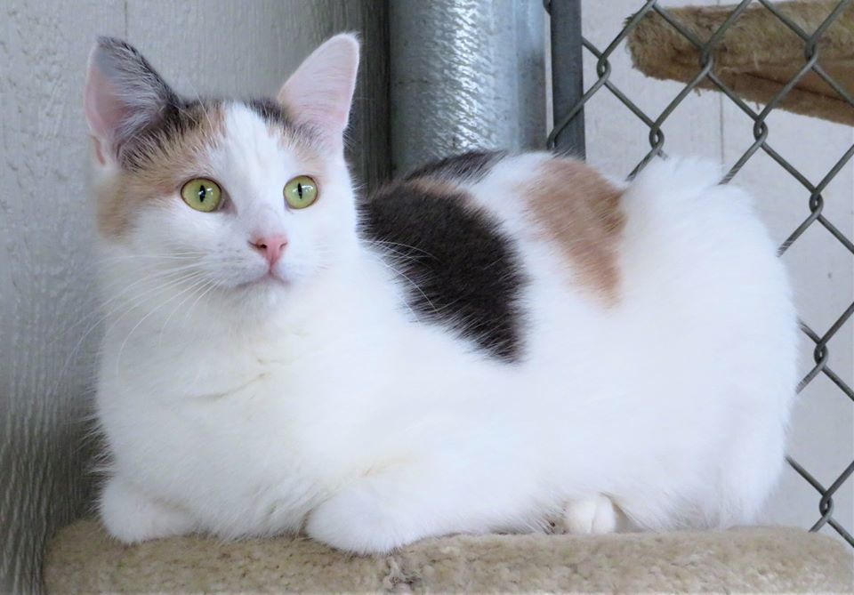 Abbie, an adoptable Domestic Short Hair in Seal Beach, CA, 90740 | Photo Image 2