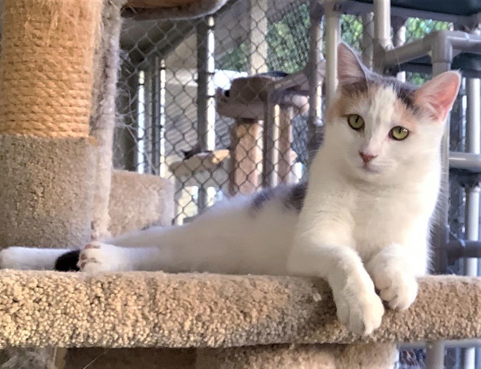 Abbie, an adoptable Domestic Short Hair in Seal Beach, CA, 90740 | Photo Image 3