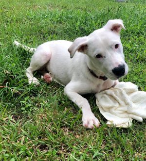 Adopt Journey a Catahoula Leopard Dog, Great Pyrenees | Female Great Pyrenees, Louisiana