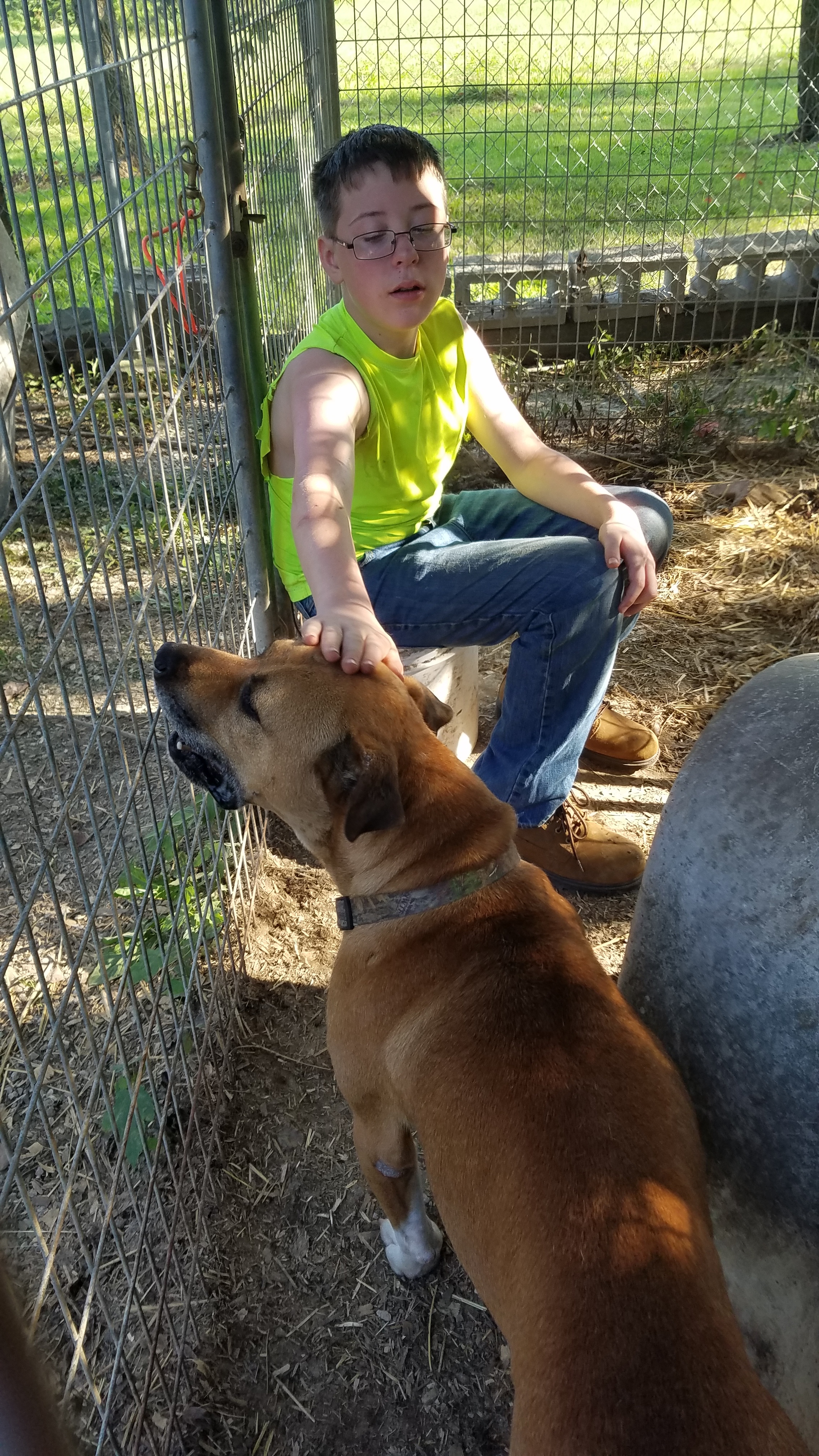 Houston, an adoptable Bullmastiff in Jasonville, IN, 47438 | Photo Image 2