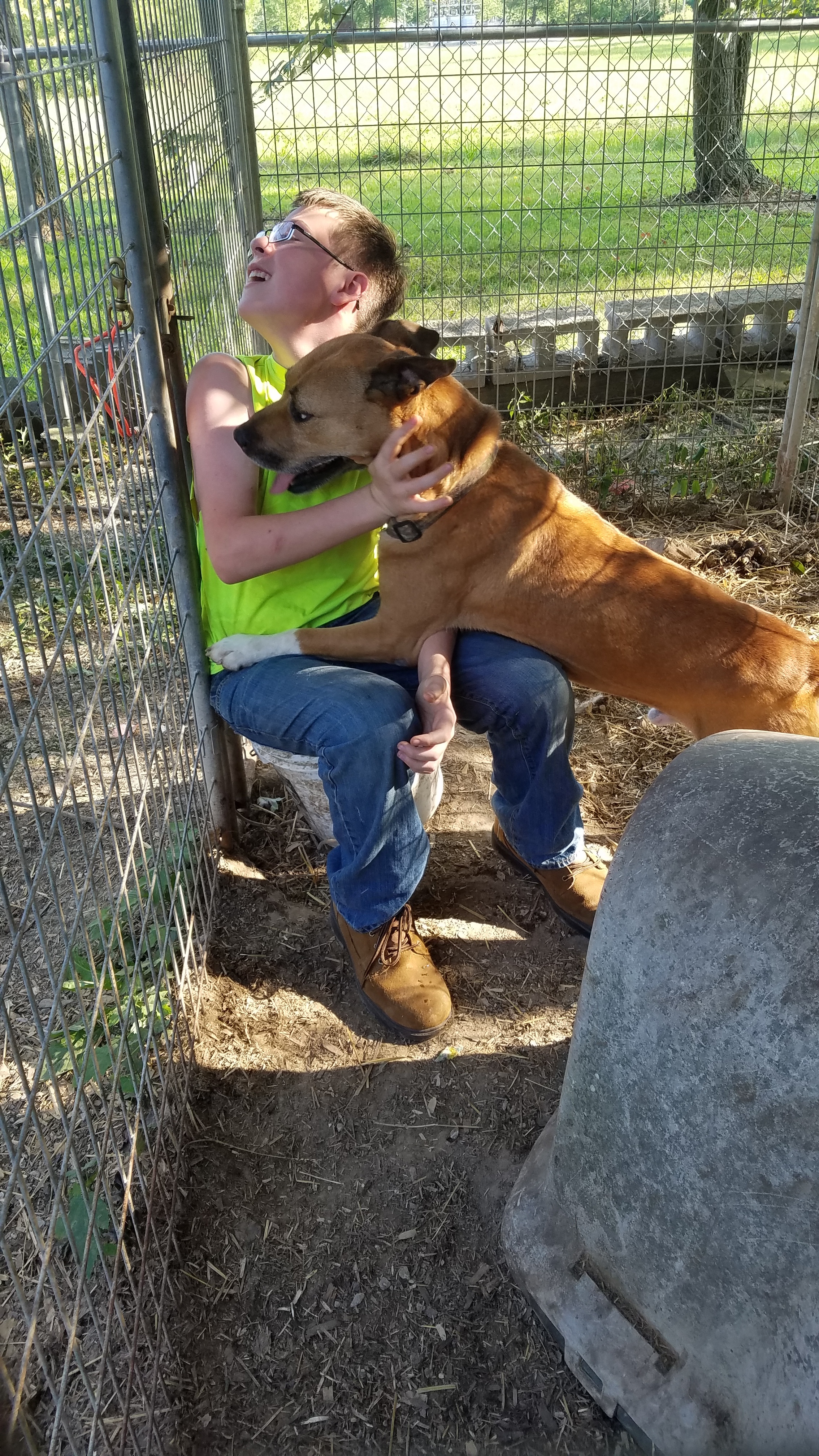 Houston, an adoptable Bullmastiff in Jasonville, IN, 47438 | Photo Image 3
