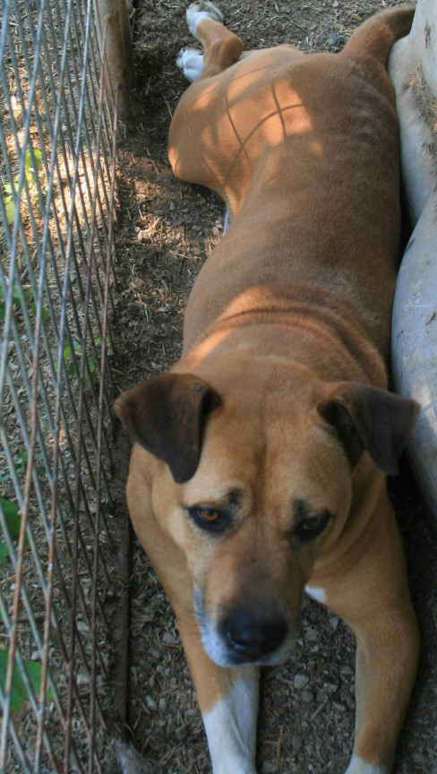 Houston, an adoptable Bullmastiff in Jasonville, IN, 47438 | Photo Image 4