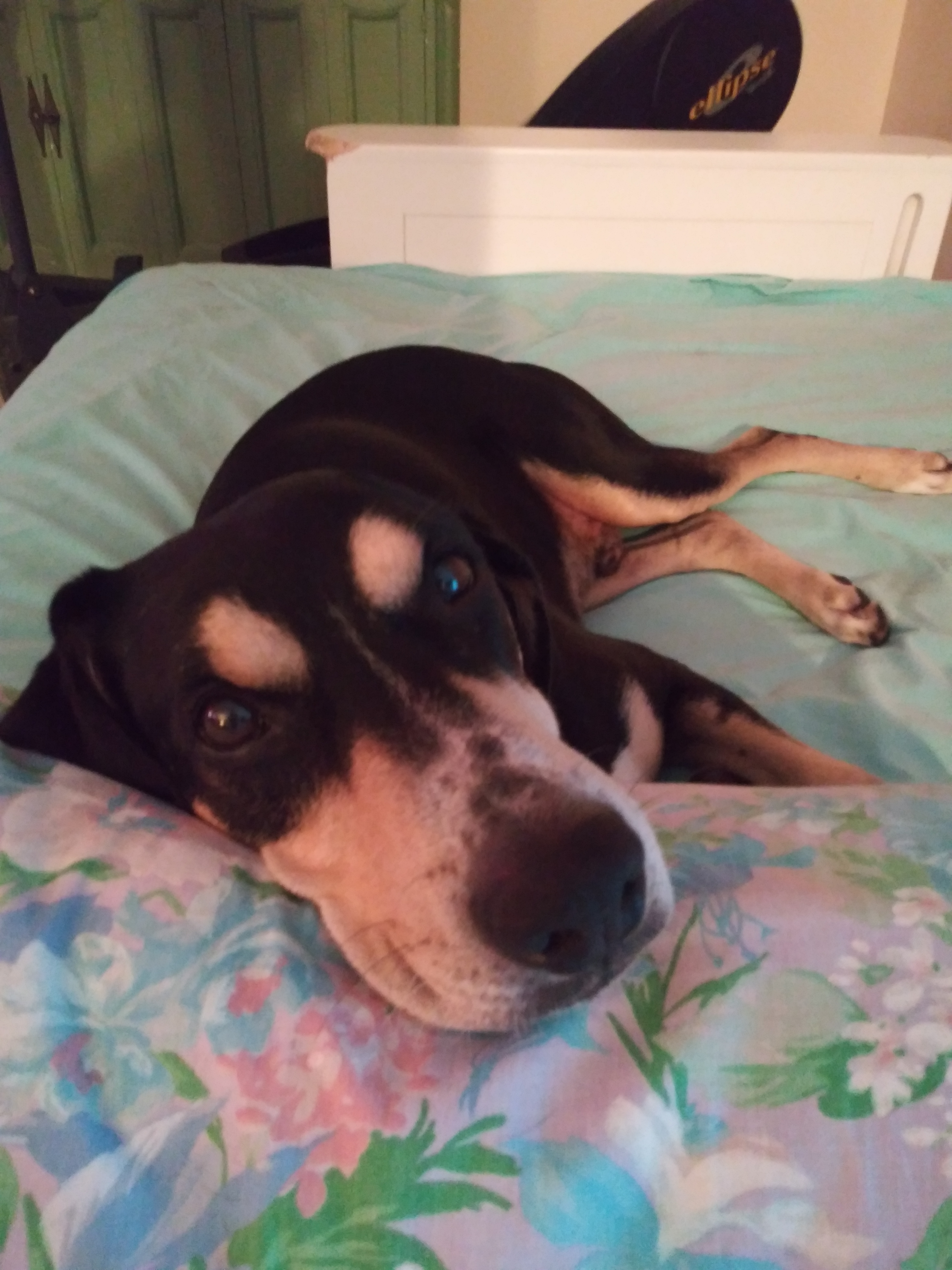 Dog for adoption - Algebra, a Black and Tan Coonhound ...
