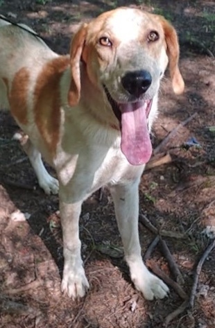 Jenna, an adoptable Coonhound, Anatolian Shepherd in Cincinnati, OH, 45255 | Photo Image 1