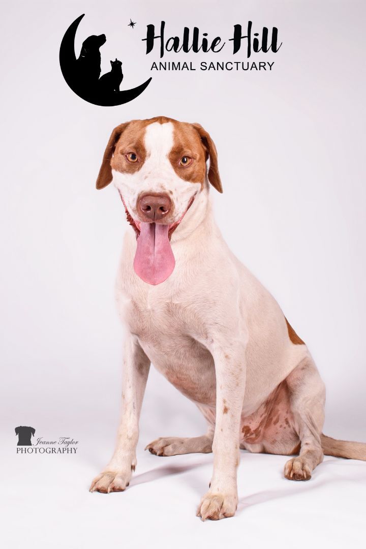 Clayton, an adoptable Pointer in Hollywood, SC, 29449 | Photo Image 2