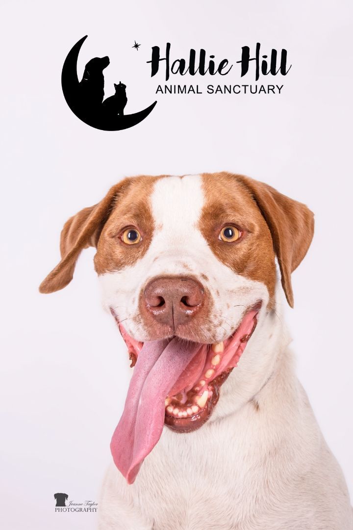 Clayton, an adoptable Pointer in Hollywood, SC, 29449 | Photo Image 4