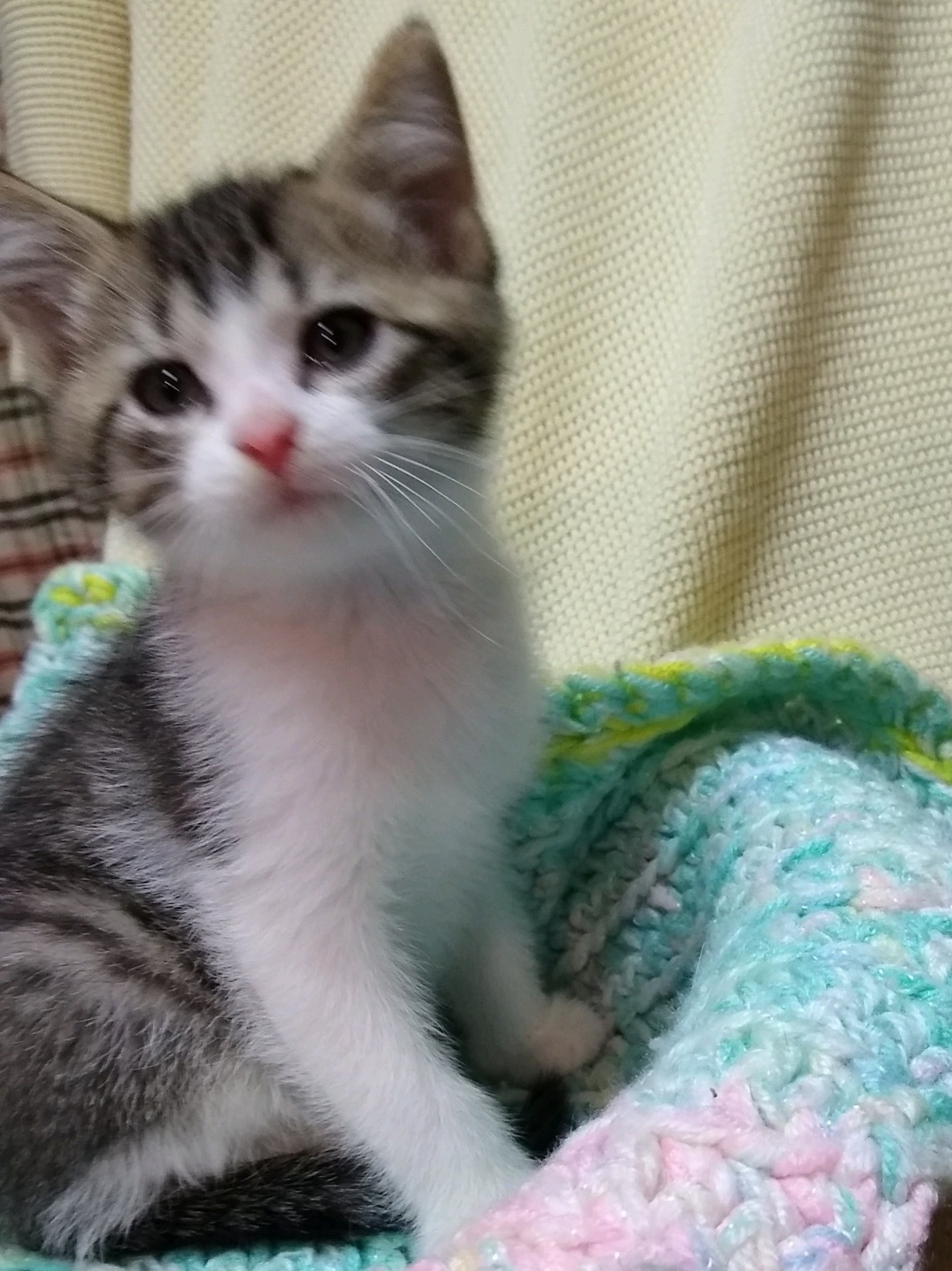 Skipper, an adoptable Domestic Short Hair in St. Marys, OH, 45885 | Photo Image 2