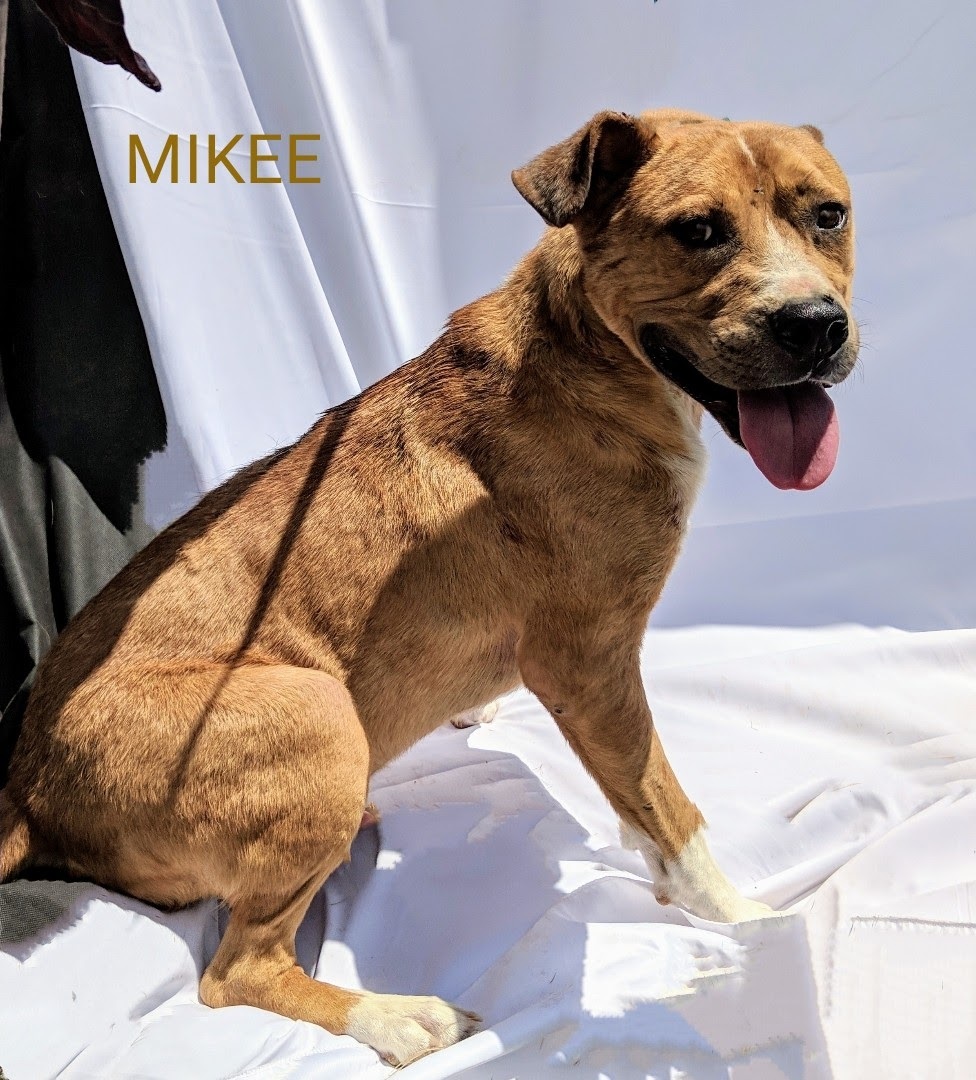MIKEE, an adoptable Cattle Dog in Pena Blanca, NM, 87041 | Photo Image 1