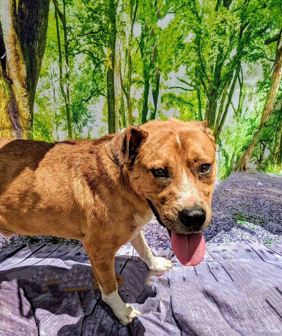MIKEE, an adoptable Cattle Dog in Pena Blanca, NM, 87041 | Photo Image 2