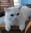 . Sugar Kuwaiti Doll Faced Purrsian .