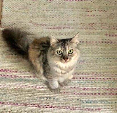 Cat For Adoption Silver A Domestic Short Hair Tabby Mix In