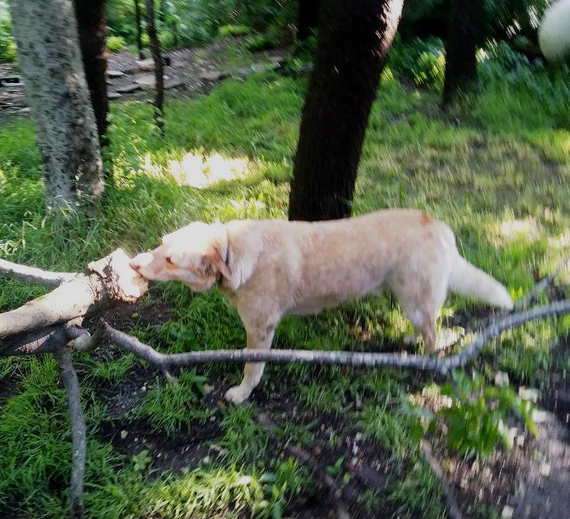 Willow, an adoptable Labrador Retriever, Shepherd in Dallas, TX, 75211 | Photo Image 2