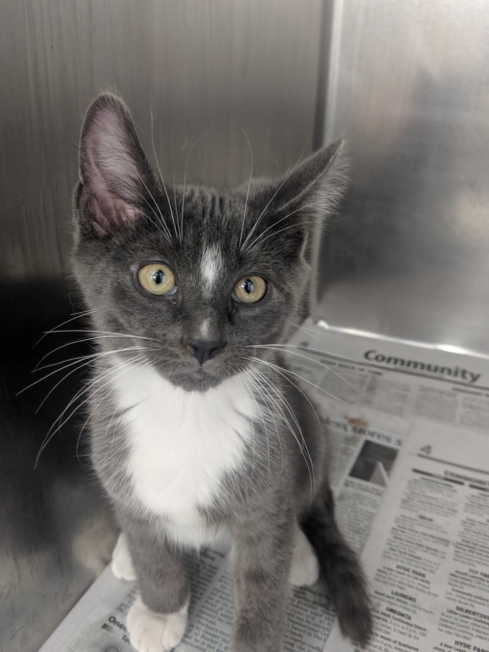 DELMONICO, an adoptable Domestic Short Hair in Delhi, NY, 13753 | Photo Image 3