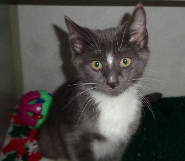 DELMONICO, an adoptable Domestic Short Hair in Delhi, NY, 13753 | Photo Image 5