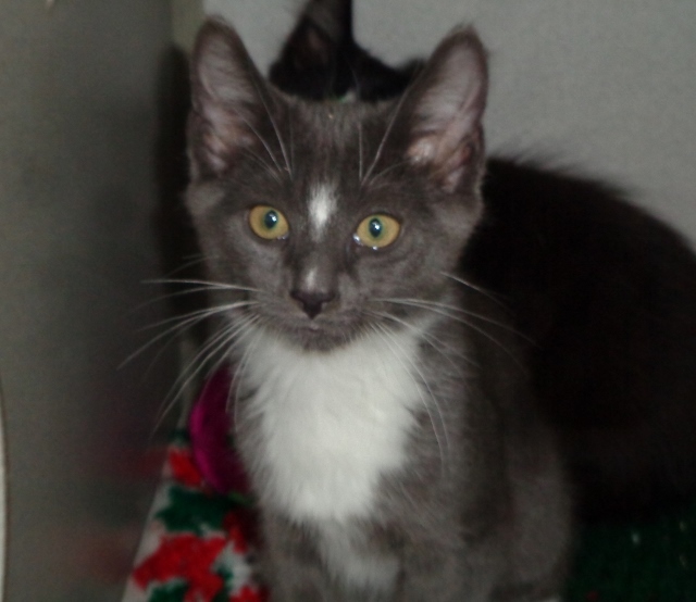 DELMONICO, an adoptable Domestic Short Hair in Delhi, NY, 13753 | Photo Image 7