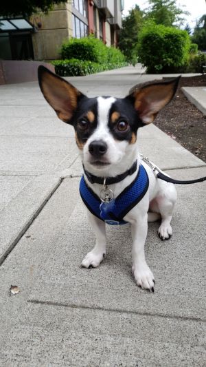 Dog For Adoption Jameson A Rat Terrier Chihuahua Mix In