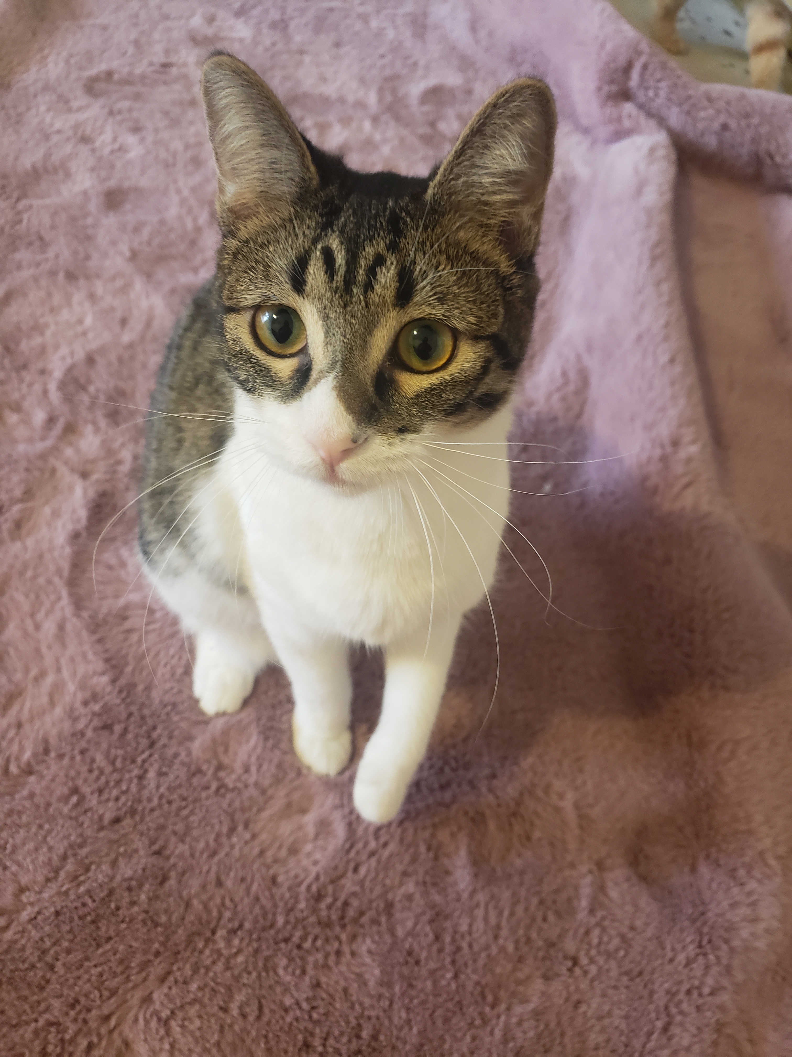 Chakra, an adoptable Domestic Short Hair, Tabby in Desert Hot Springs, CA, 92240 | Photo Image 5