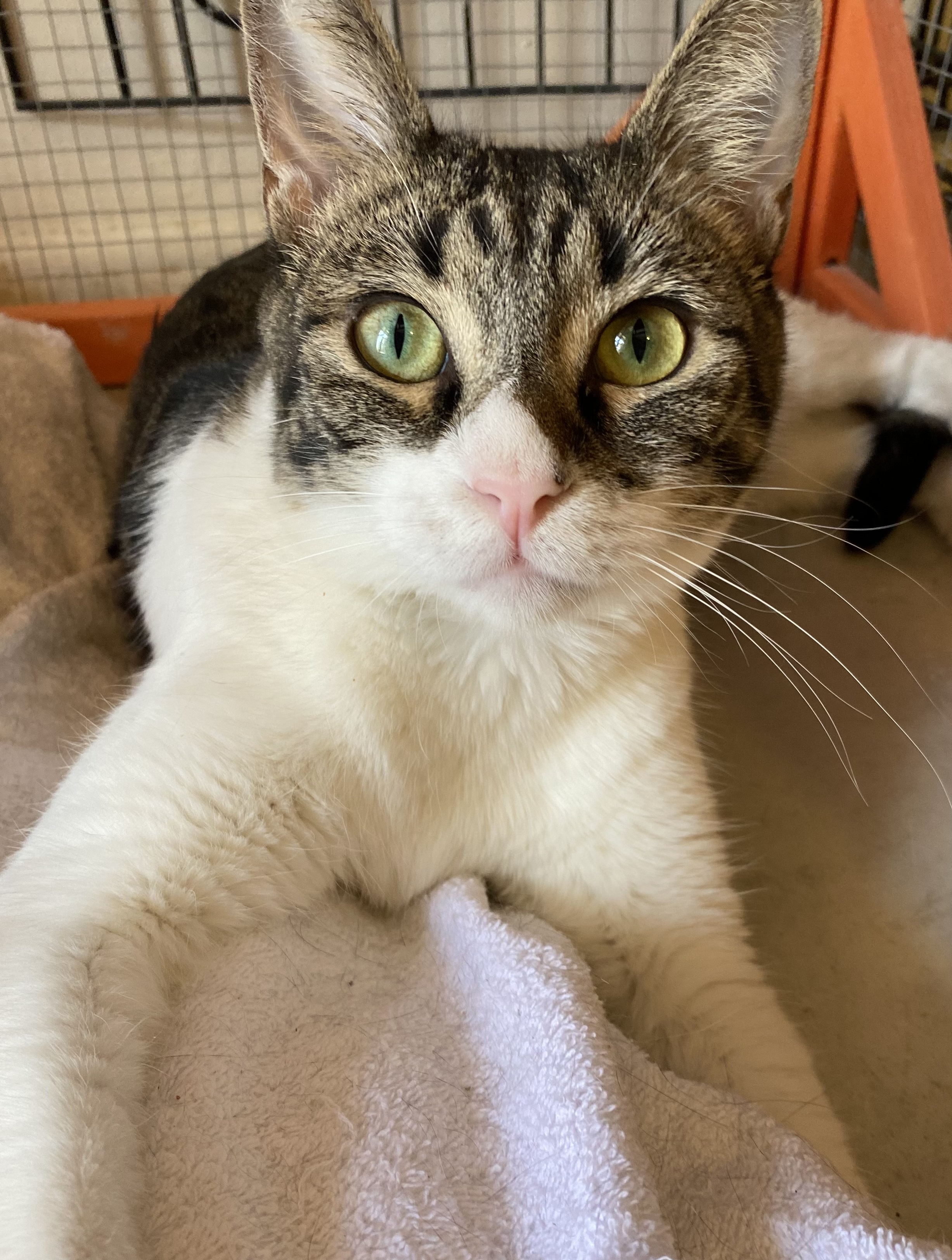 Chakra, an adoptable Domestic Short Hair, Tabby in Desert Hot Springs, CA, 92240 | Photo Image 6