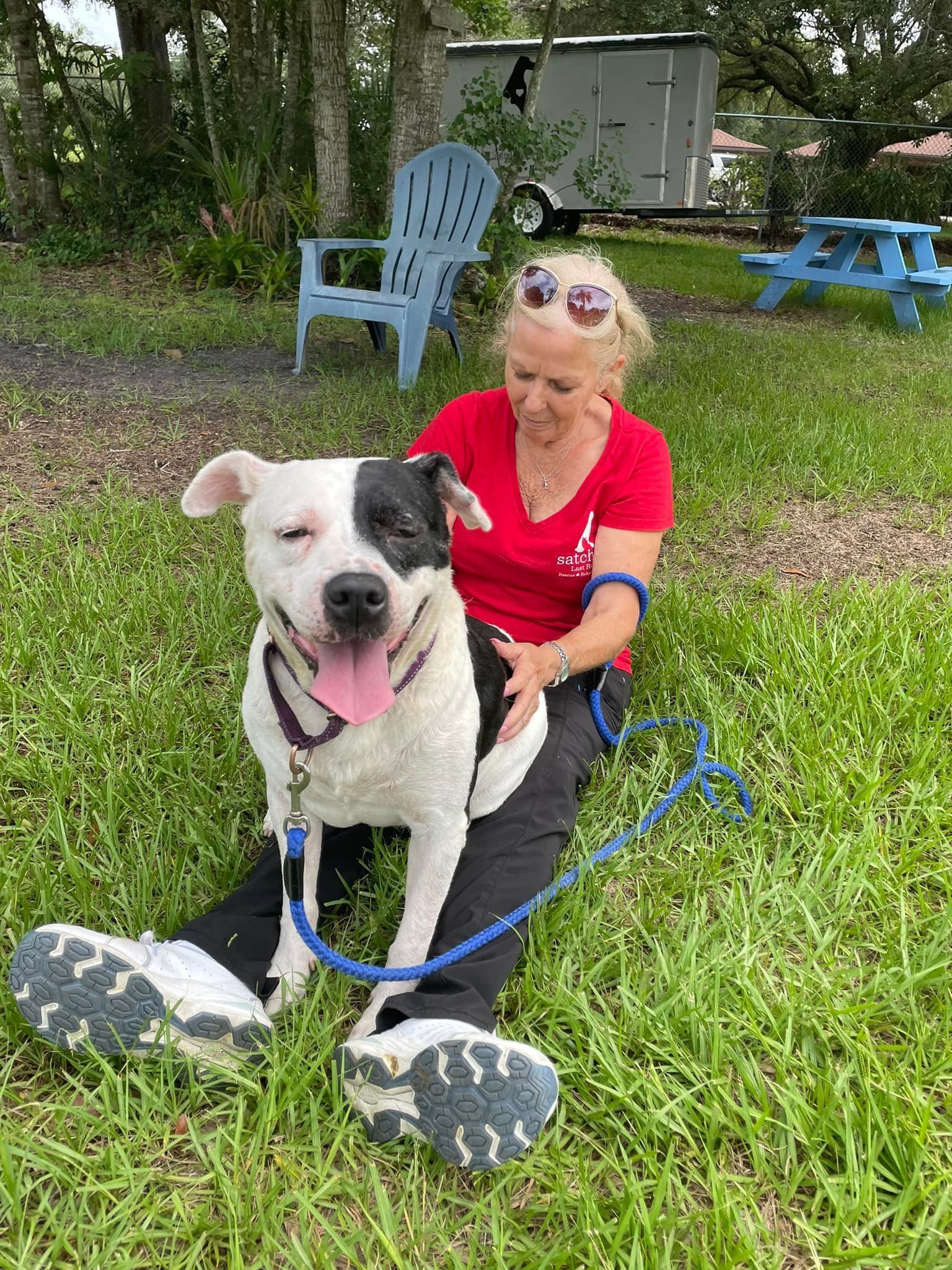 Peppy, an adoptable Retriever in Sarasota, FL, 34241 | Photo Image 1