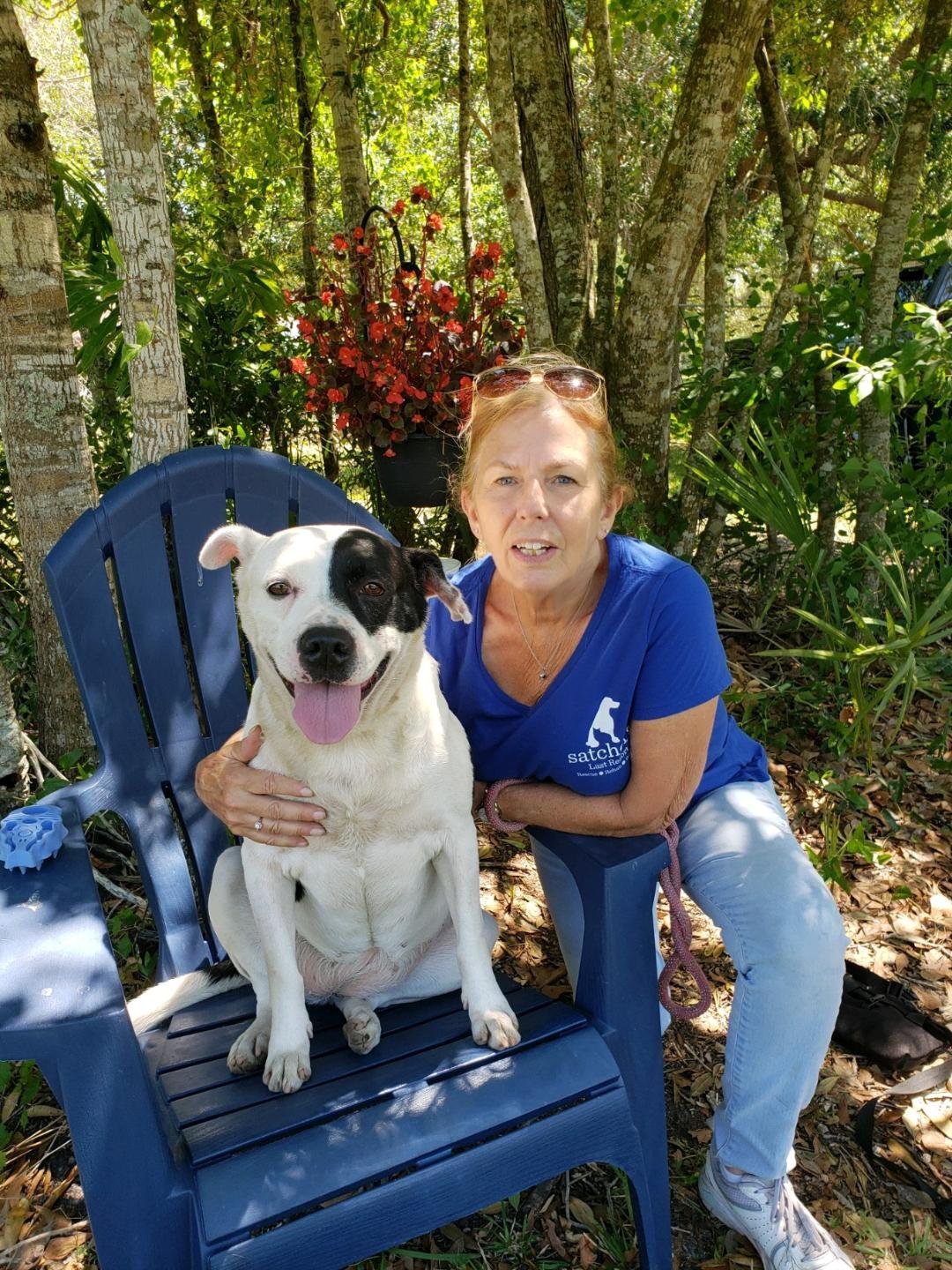 Peppy, an adoptable Retriever in Sarasota, FL, 34241 | Photo Image 3