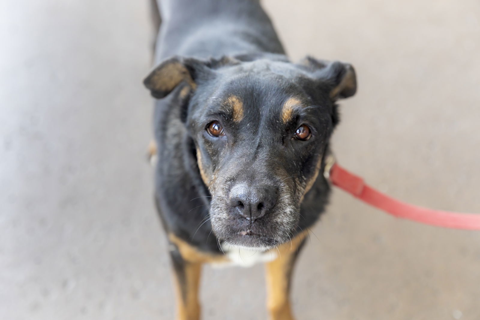 Sierra, an adoptable Rottweiler in Royal Palm Beach, FL, 33411 | Photo Image 1