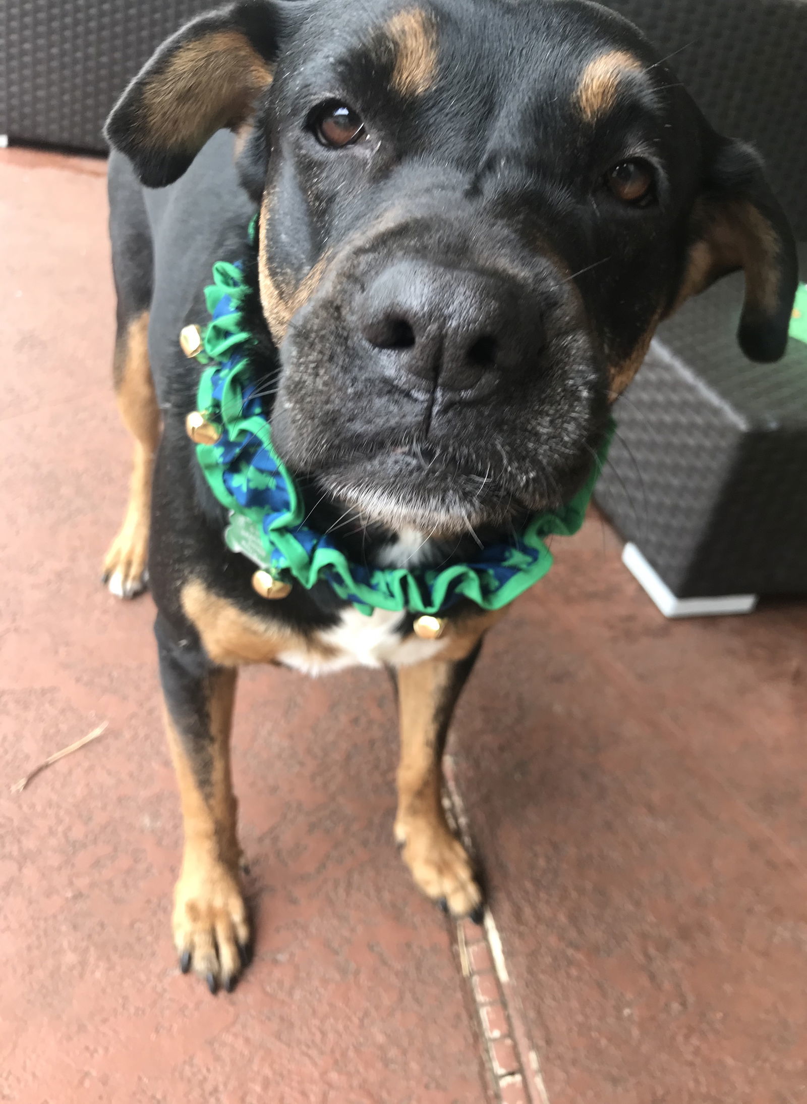 Sierra, an adoptable Rottweiler in Royal Palm Beach, FL, 33411 | Photo Image 2