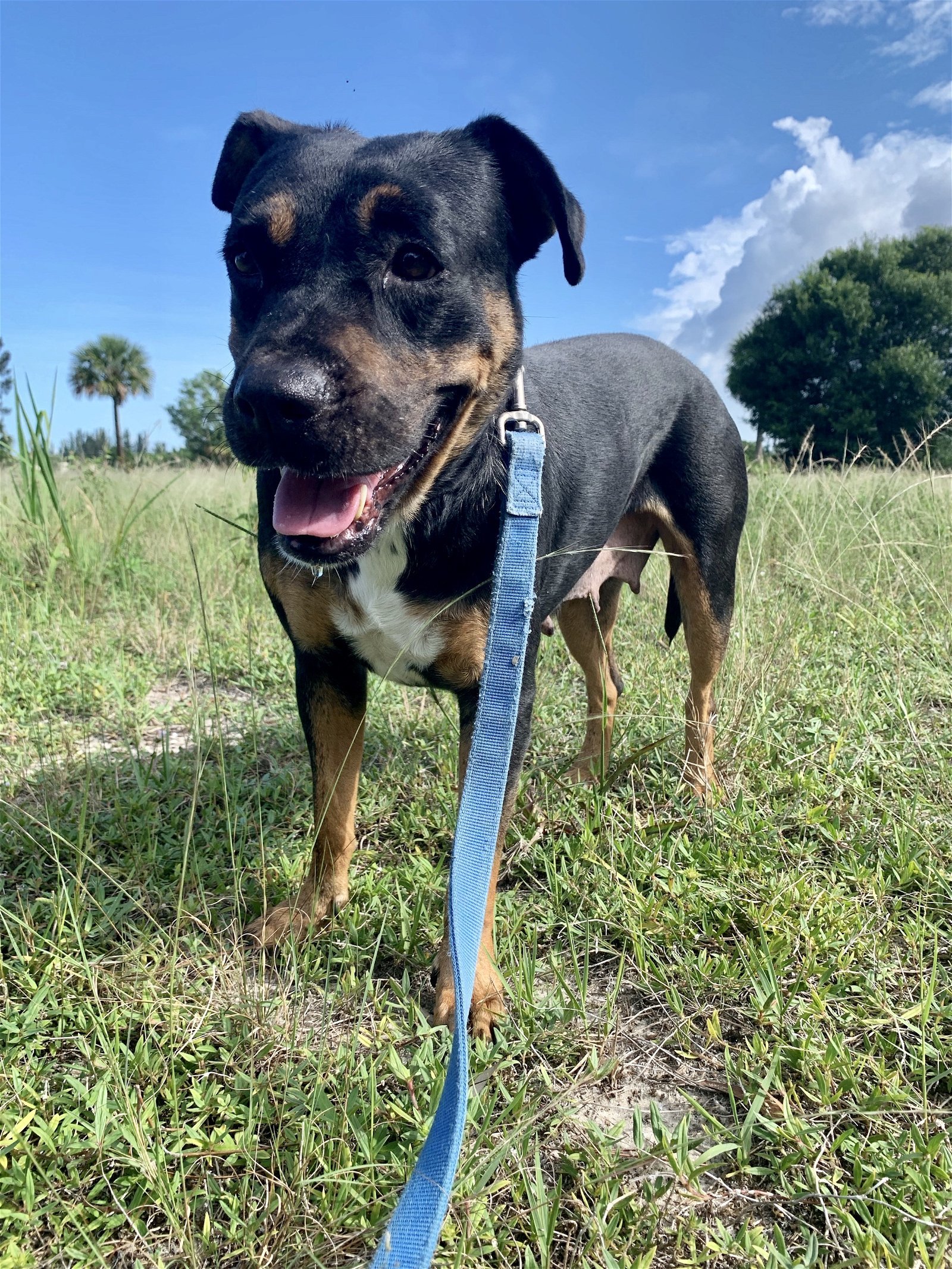 Sierra, an adoptable Rottweiler in Royal Palm Beach, FL, 33411 | Photo Image 3