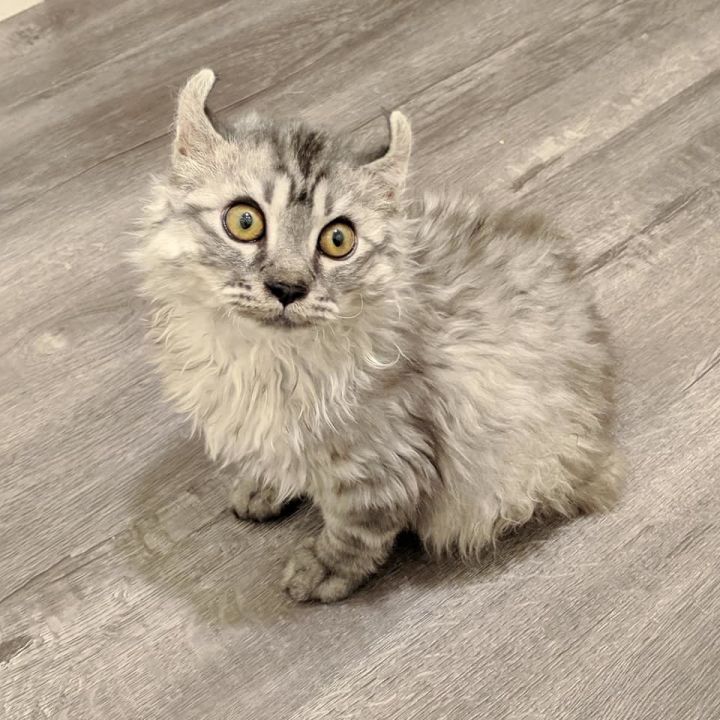 Cat For Adoption Liam Spina Bifida An American Curl Manx