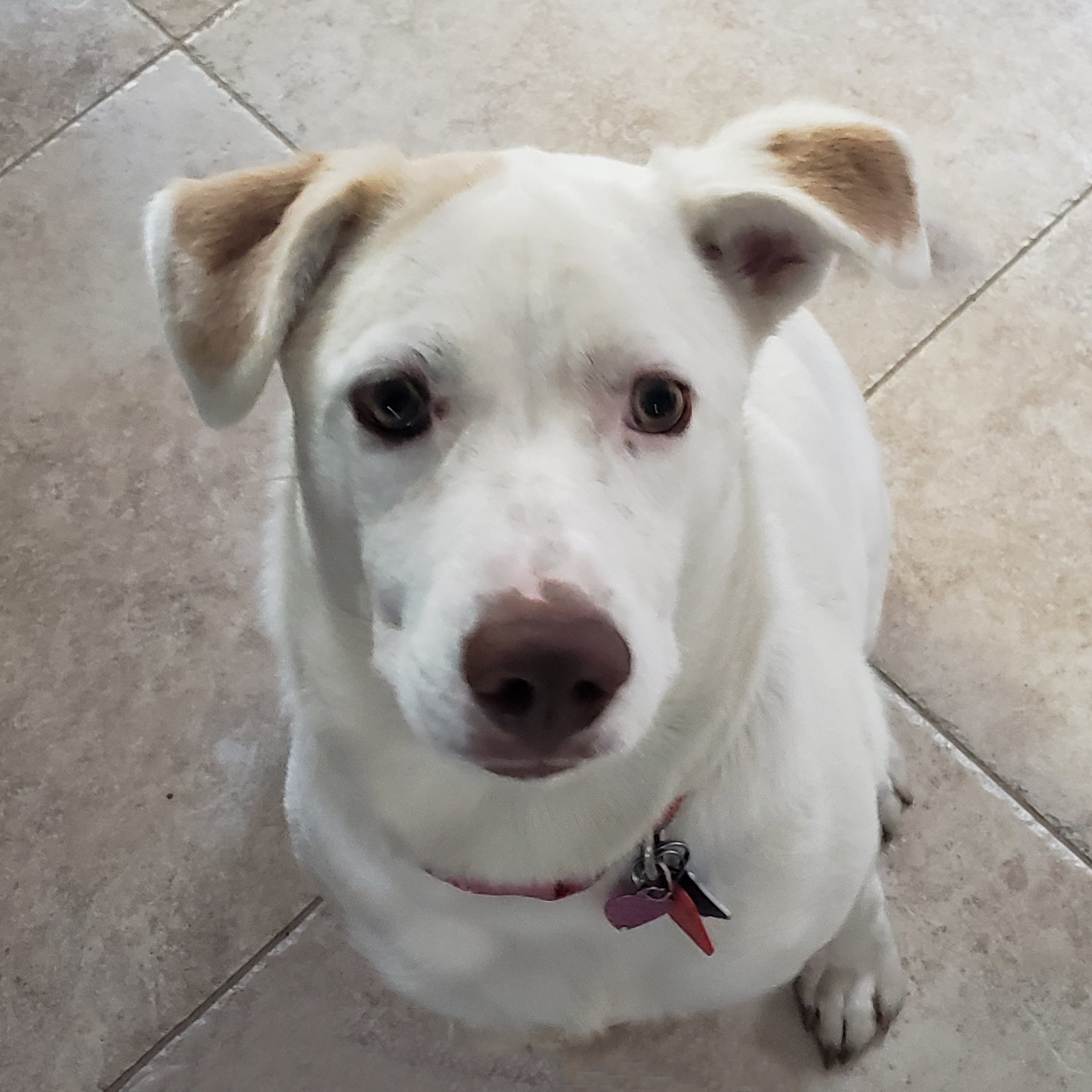 Angel, an adoptable Carolina Dog in Corona, CA, 92883 | Photo Image 1