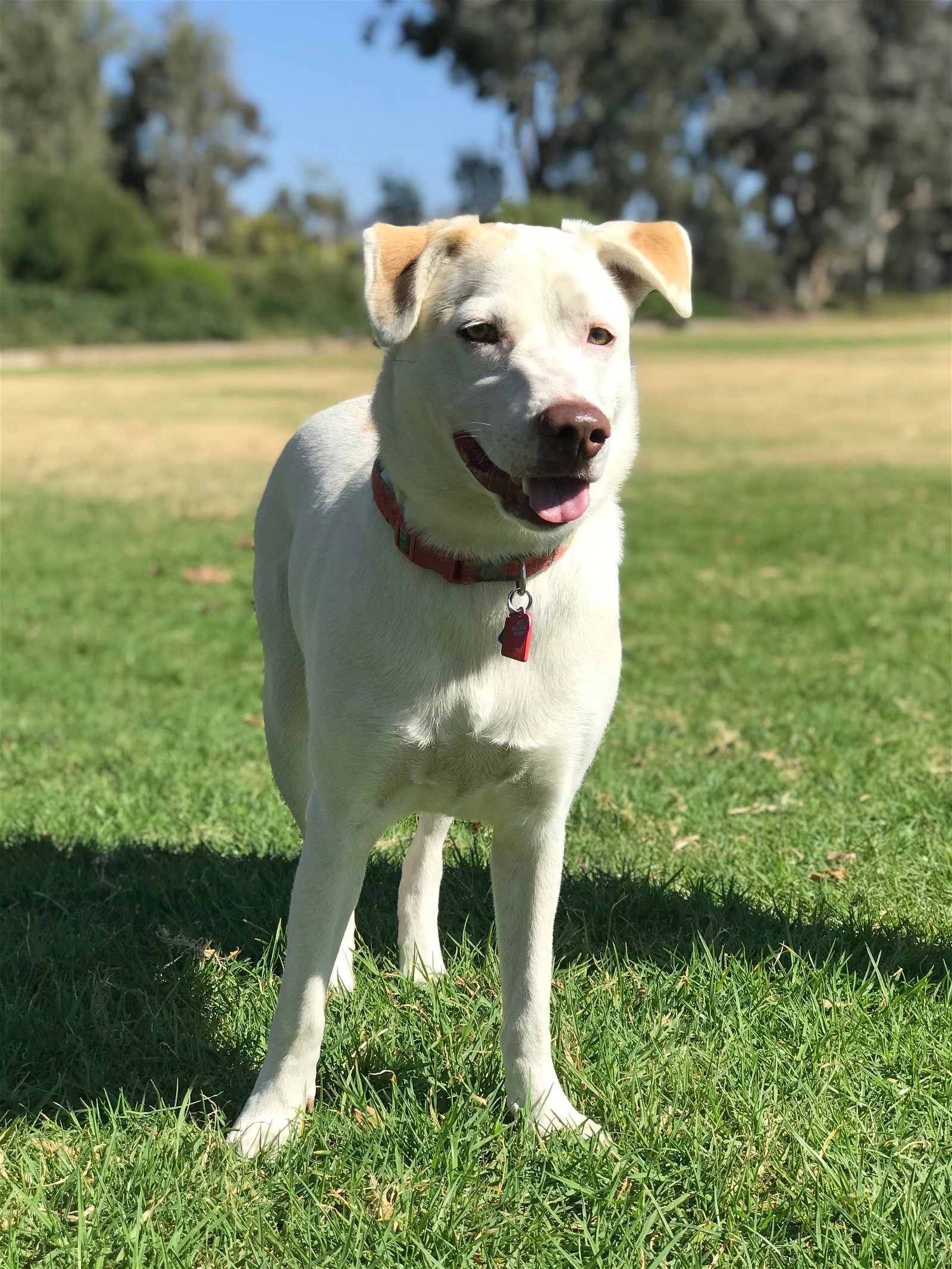 Angel, an adoptable Carolina Dog in Corona, CA, 92883 | Photo Image 2