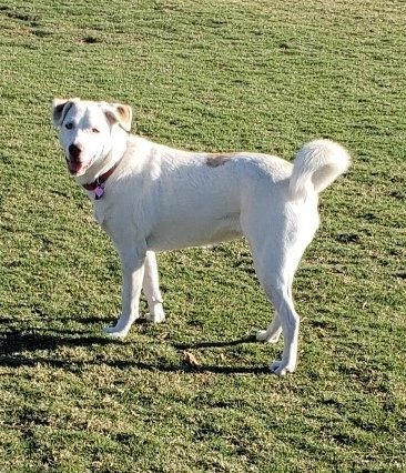 Angel, an adoptable Carolina Dog in Corona, CA, 92883 | Photo Image 3