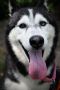 . Loba PR Husky .