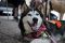 . Loba PR Husky .