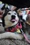 . Loba PR Husky .