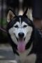 . Loba PR Husky .