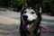 . Loba PR Husky .
