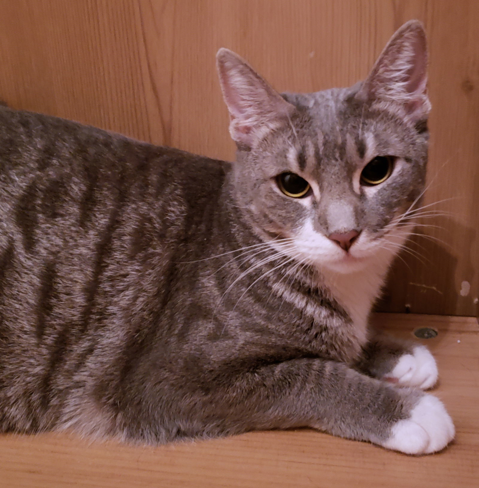 Kaya, an adoptable Domestic Short Hair in Philadelphia, PA, 19111 | Photo Image 1