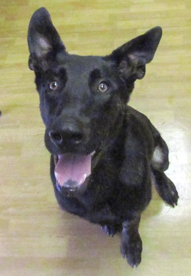 Dog For Adoption Super Dave A Dutch Shepherd German Shepherd