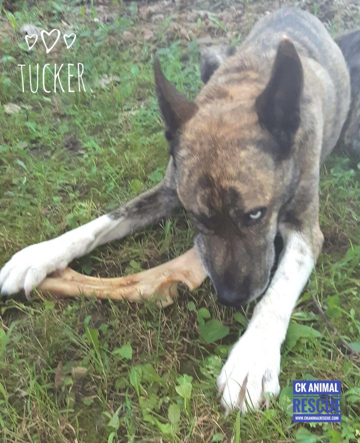 Tucker 4