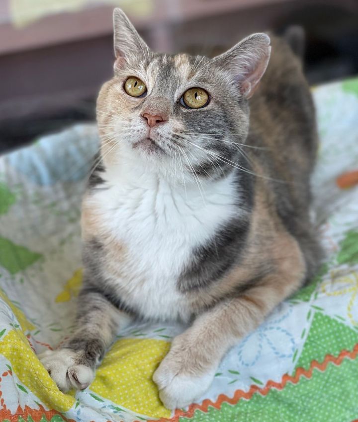 Zoey, an adopted Domestic Short Hair & Dilute Calico Mix in Charles Town, WV_image-2