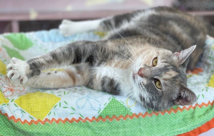 Zoey, an adopted Domestic Short Hair & Dilute Calico Mix in Charles Town, WV_image-5