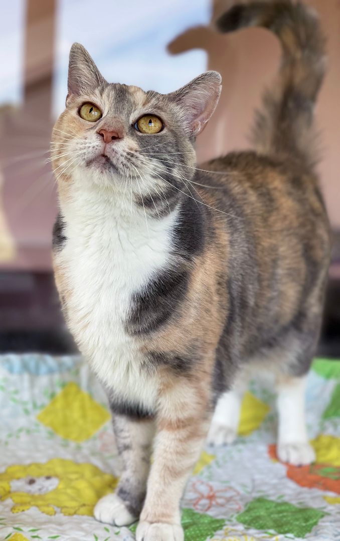 Zoey, an adopted Domestic Short Hair & Dilute Calico Mix in Charles Town, WV_image-6