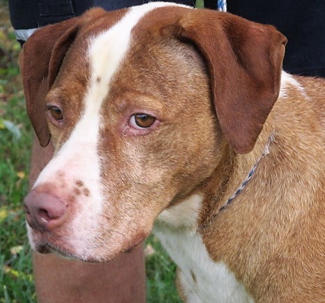 chocolate lab great dane mix