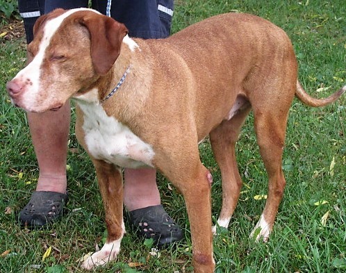 Dew, an adoptable Great Dane in Frederick, MD, 21702 | Photo Image 2