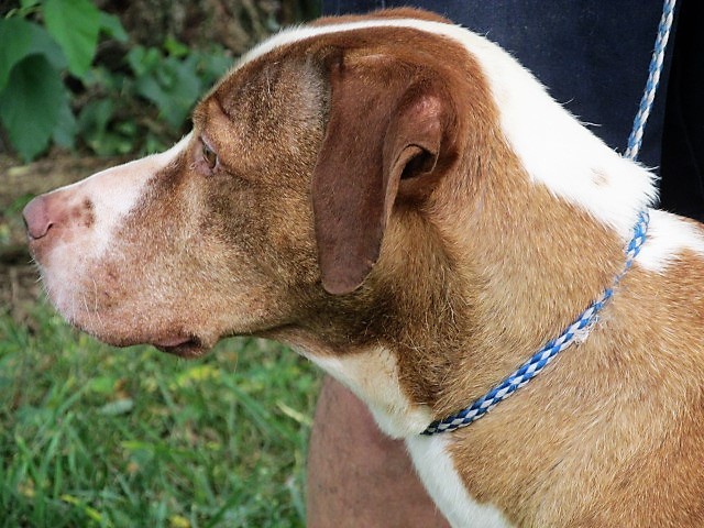 Dew, an adoptable Great Dane in Frederick, MD, 21702 | Photo Image 3