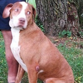 Dew, an adoptable Great Dane in Frederick, MD, 21702 | Photo Image 1