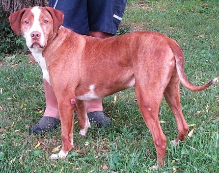 Dew, an adoptable Great Dane in Frederick, MD, 21702 | Photo Image 6