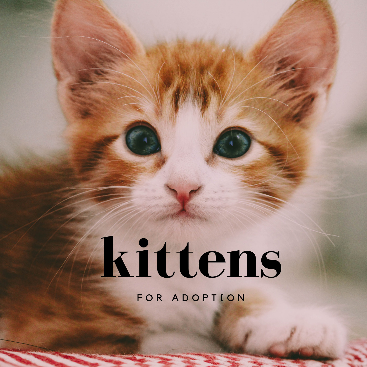 about kittens