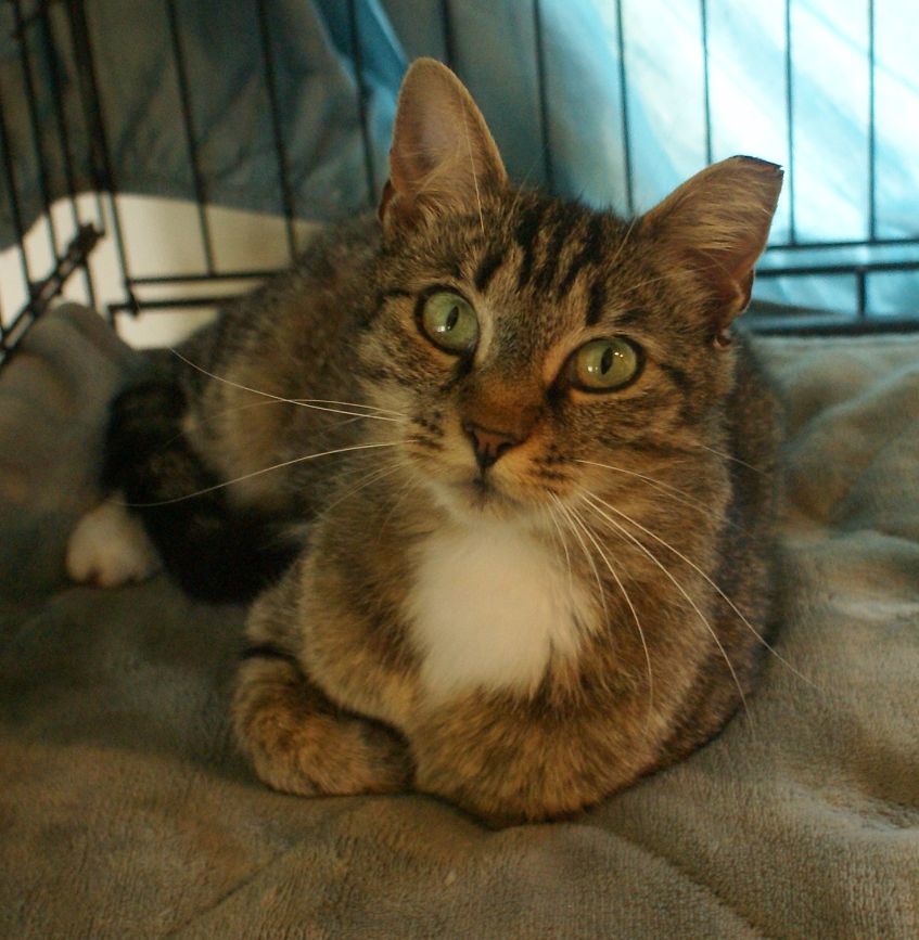 Wendy, an adoptable Domestic Short Hair in Charlottesville, VA, 22906 | Photo Image 1